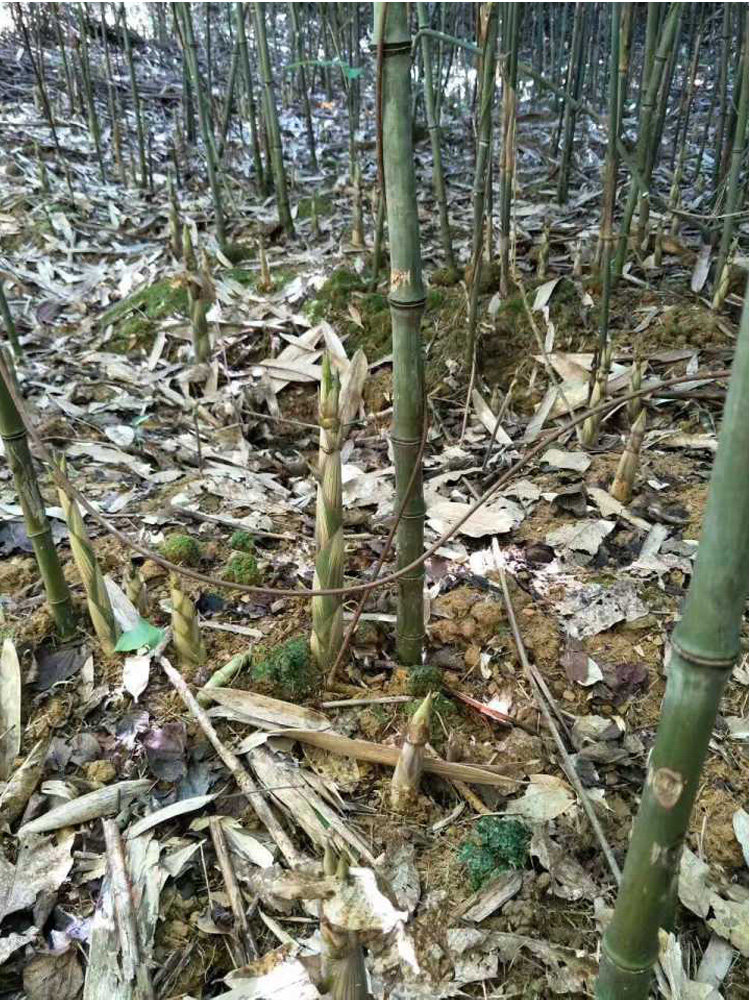 野生实心小竹笋干农家自制无盐干货手工产品500g